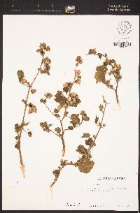 Malva pseudolavatera image