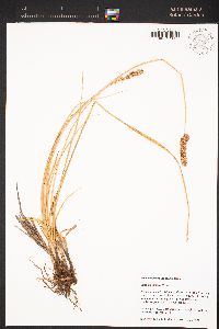 Carex praegracilis image