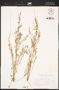 Chenopodium pratericola image