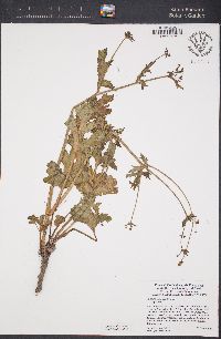 Sanicula crassicaulis image