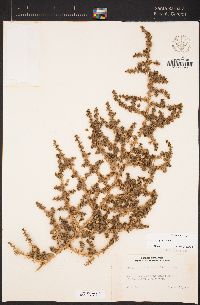 Salsola gobicola image