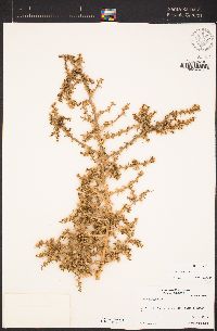 Salsola paulsenii image