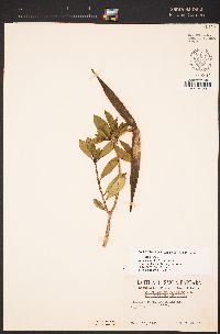 Strophanthus speciosus image