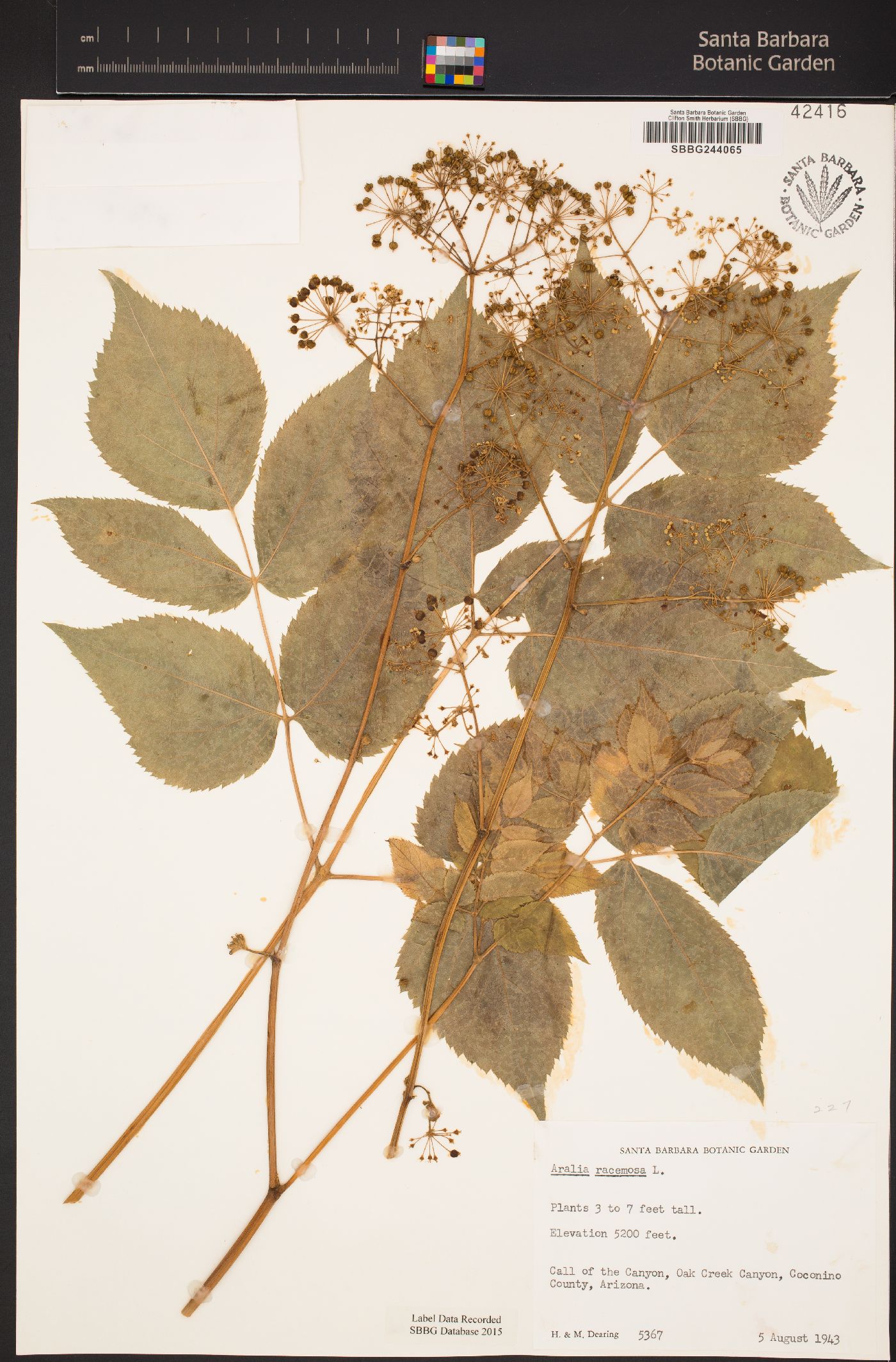 Aralia racemosa subsp. bicrenata image
