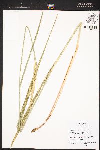 Elymus cinereus image