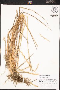 Elymus hispidus image