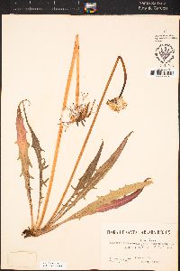 Agoseris heterophylla image