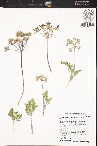 Lomatium macrocarpum image