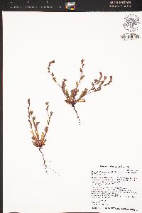 Plagiobothrys torreyi var. torreyi image