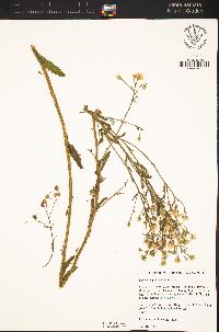 Baccharis plummerae subsp. plummerae image