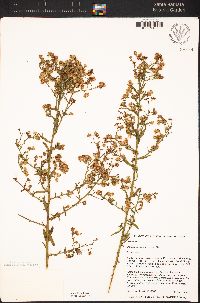Baccharis plummerae subsp. plummerae image