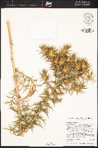 Carthamus lanatus image