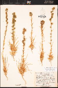 Calycadenia multiglandulosa image