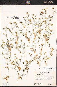 Calycadenia villosa image