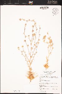 Calycadenia villosa image