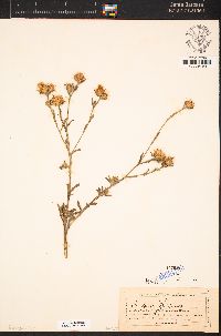 Centaurea melitensis image