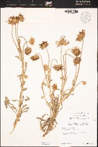 Arctotis stoechadifolia image