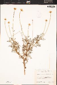 Argyranthemum foeniculaceum image