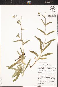 Anisocarpus madioides image