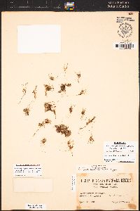 Ancistrocarphus keilii image