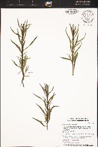 Artemisia dracunculus image