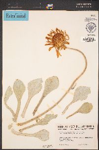 Enceliopsis covillei image