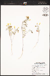 Camissonia campestris image