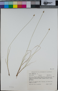 Carex capitata image