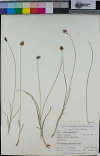 Carex abrupta image