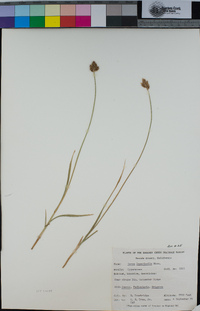 Carex leporinella image