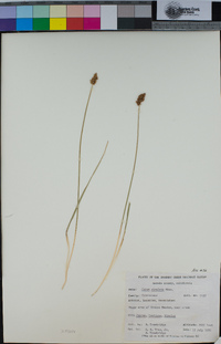 Carex simulata image