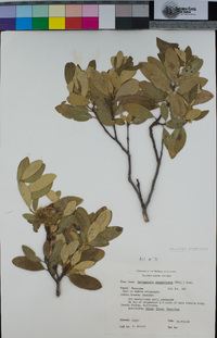 Chrysolepis sempervirens image