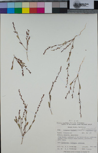 Polygonum sawatchense subsp. sawatchense image