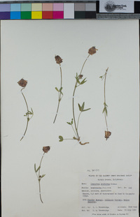 Trifolium productum image