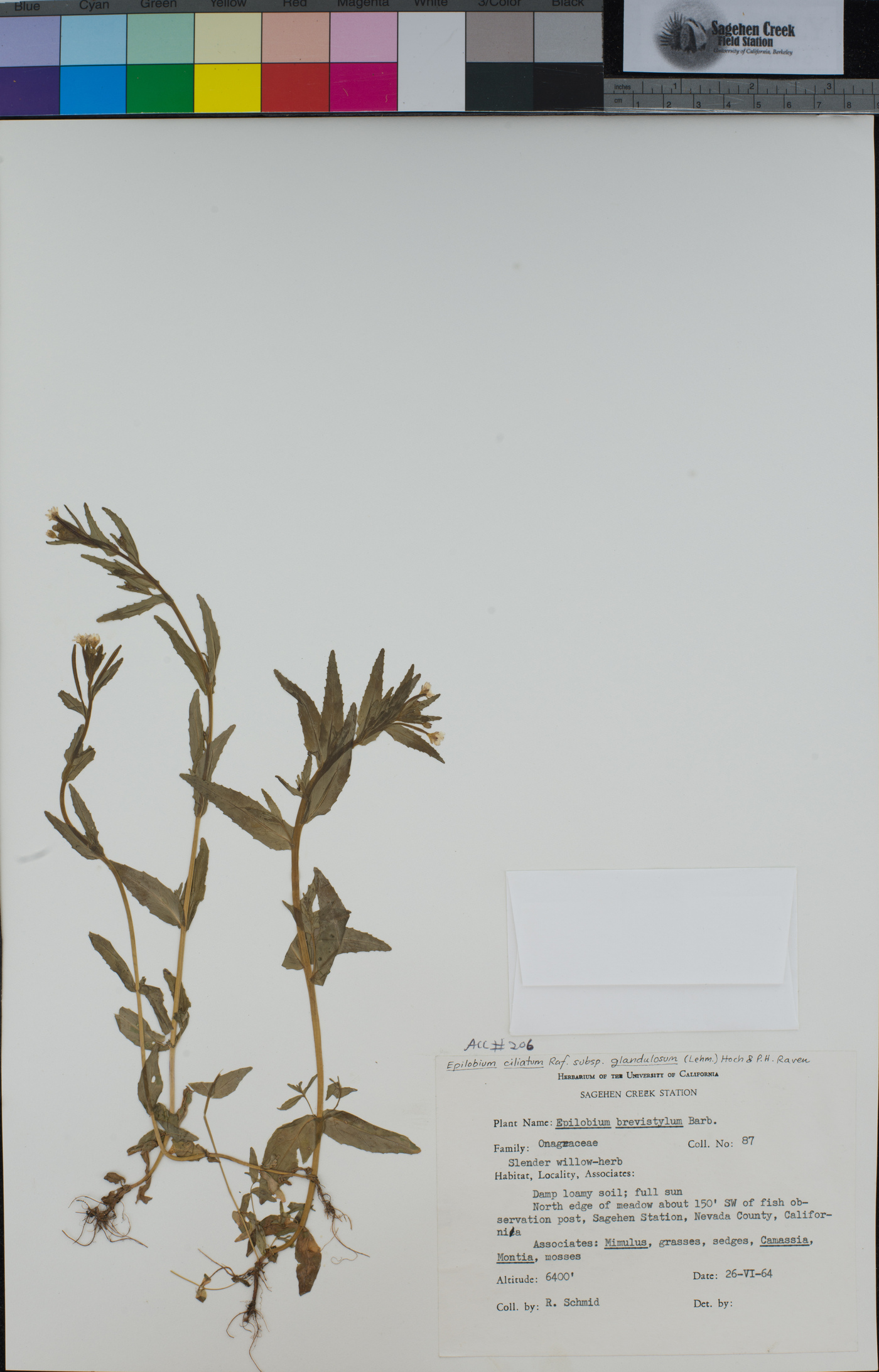 Epilobium ciliatum image