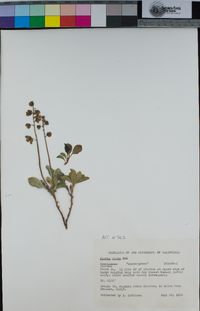 Pyrola dentata image