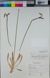 Primula tetrandra image