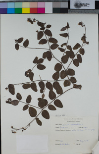 Apocynum androsaemifolium image