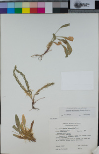 Cuscuta californica image