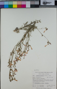 Ipomopsis aggregata image