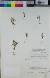 Phlox gracilis image