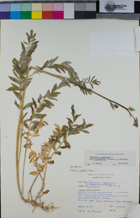 Polemonium occidentale image