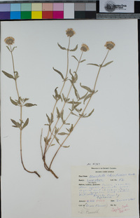 Monardella odoratissima image