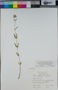 Monardella odoratissima subsp. pallida image