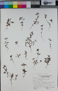 Collinsia parviflora image