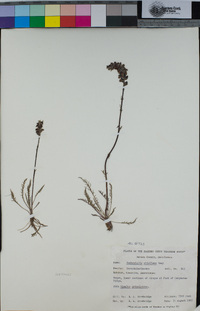 Pedicularis attollens image