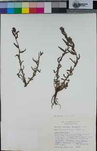 Castilleja applegatei image