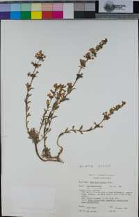 Penstemon deustus image