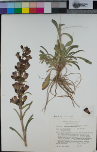 Penstemon speciosus image