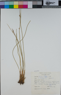 Juncus balticus image